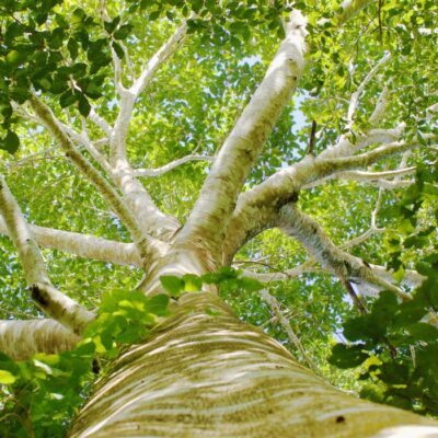 Trees for all