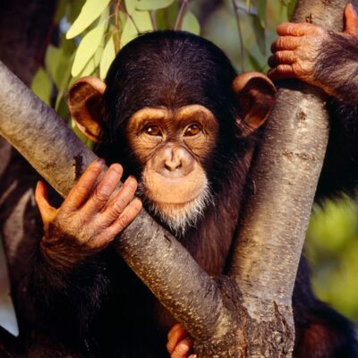 monkey_in_jungle-1600x1200